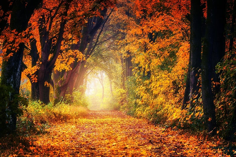 Forest Path