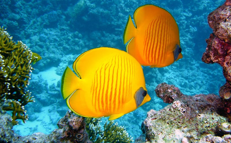 Underwater World